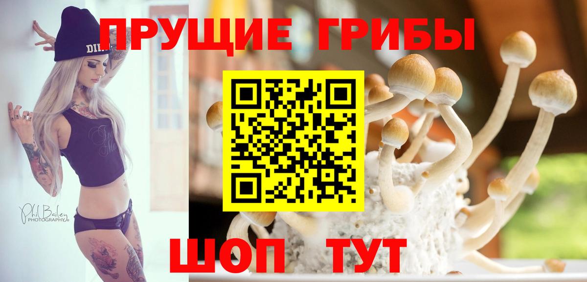 Псилоцибиновые грибы Cubensis Касимов